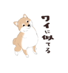 いつもの柴犬（個別スタンプ：12）