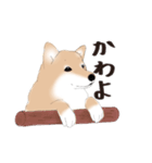 いつもの柴犬（個別スタンプ：15）