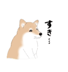 いつもの柴犬（個別スタンプ：16）