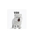 [韩语]可爱的小天使北极白色小狗 qcB（個別スタンプ：4）