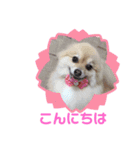 かわいいポメラニアンのさくらちゃん（個別スタンプ：2）