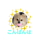 かわいいポメラニアンのさくらちゃん（個別スタンプ：6）