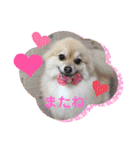 かわいいポメラニアンのさくらちゃん（個別スタンプ：8）
