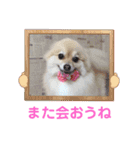かわいいポメラニアンのさくらちゃん（個別スタンプ：9）