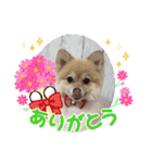 かわいいポメラニアンのさくらちゃん（個別スタンプ：10）