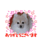 かわいいポメラニアンのさくらちゃん（個別スタンプ：11）
