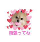 かわいいポメラニアンのさくらちゃん（個別スタンプ：13）