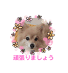 かわいいポメラニアンのさくらちゃん（個別スタンプ：14）