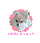 かわいいポメラニアンのさくらちゃん（個別スタンプ：16）