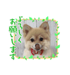 かわいいポメラニアンのさくらちゃん（個別スタンプ：17）