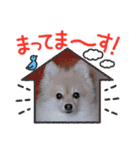 かわいいポメラニアンのさくらちゃん（個別スタンプ：19）