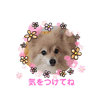 かわいいポメラニアンのさくらちゃん（個別スタンプ：22）