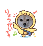 かわいいポメラニアンのさくらちゃん（個別スタンプ：24）