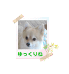 かわいいポメラニアンのさくらちゃん（個別スタンプ：30）