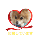 かわいいポメラニアンのさくらちゃん（個別スタンプ：31）