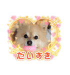 かわいいポメラニアンのさくらちゃん（個別スタンプ：32）