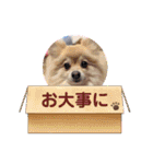 かわいいポメラニアンのさくらちゃん（個別スタンプ：34）