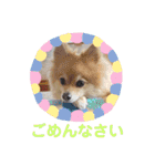かわいいポメラニアンのさくらちゃん（個別スタンプ：35）