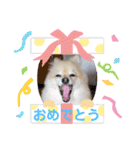 かわいいポメラニアンのさくらちゃん（個別スタンプ：39）