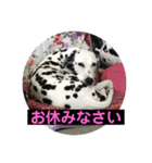 ココ姐と弾君（個別スタンプ：1）
