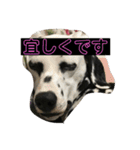 ココ姐と弾君（個別スタンプ：10）