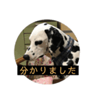 ココ姐と弾君（個別スタンプ：11）