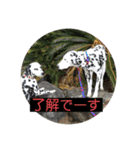 ココ姐と弾君（個別スタンプ：13）
