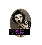 ココ姐と弾君（個別スタンプ：14）