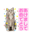 ぎんたまる(イベント用)（個別スタンプ：2）