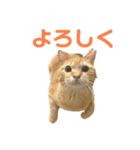 やや使いやすいタルスタンプ（個別スタンプ：1）