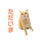 やや使いやすいタルスタンプ（個別スタンプ：9）