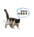 月ちゃんスタンプ！（個別スタンプ：5）