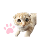 はちみつねこすたんぷ2（個別スタンプ：2）