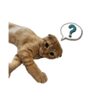 はちみつねこすたんぷ2（個別スタンプ：3）