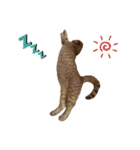 はちみつねこすたんぷ2（個別スタンプ：6）