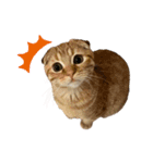 はちみつねこすたんぷ2（個別スタンプ：7）
