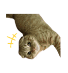 はちみつねこすたんぷ2（個別スタンプ：8）
