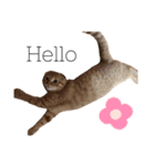 はちみつねこすたんぷ2（個別スタンプ：10）