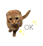 はちみつねこすたんぷ2（個別スタンプ：11）