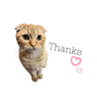 はちみつねこすたんぷ2（個別スタンプ：12）