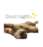 はちみつねこすたんぷ2（個別スタンプ：13）