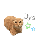 はちみつねこすたんぷ2（個別スタンプ：14）