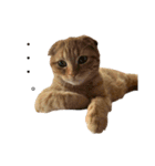はちみつねこすたんぷ2（個別スタンプ：15）