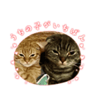 はちみつねこすたんぷ2（個別スタンプ：16）
