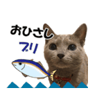 ロシアンブルーねこ さくら ダジャレ NO.2（個別スタンプ：1）