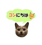 ロシアンブルーねこ さくら ダジャレ NO.2（個別スタンプ：2）