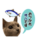 ロシアンブルーねこ さくら ダジャレ NO.2（個別スタンプ：3）