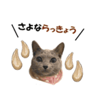 ロシアンブルーねこ さくら ダジャレ NO.2（個別スタンプ：4）