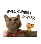 ロシアンブルーねこ さくら ダジャレ NO.2（個別スタンプ：5）