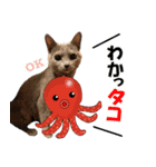 ロシアンブルーねこ さくら ダジャレ NO.2（個別スタンプ：7）